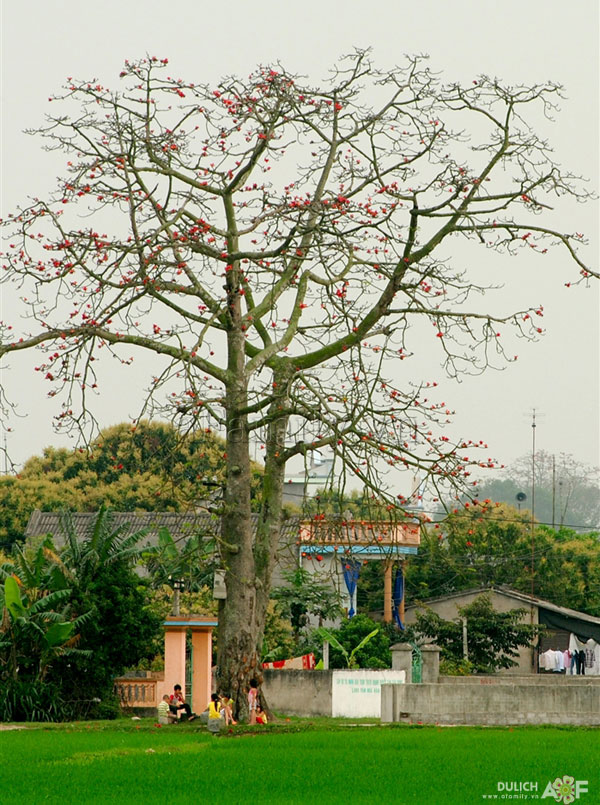 Cây thân gỗ, cay than go, cây công trình, cay cong trinh, cây ngoại thất, cay ngoai that